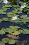 American waterlily